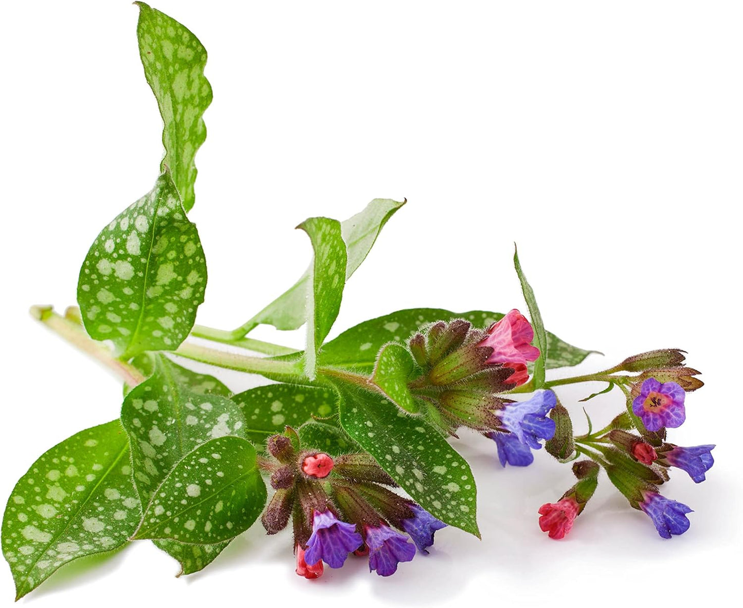 Organic Lungwort (Pulmonaria officinalis) Plant in 2.5-inch Pot by Smoke Camp Crafts - Blue Lungwort, Common Lungwort, Jerusalem Cowslip
