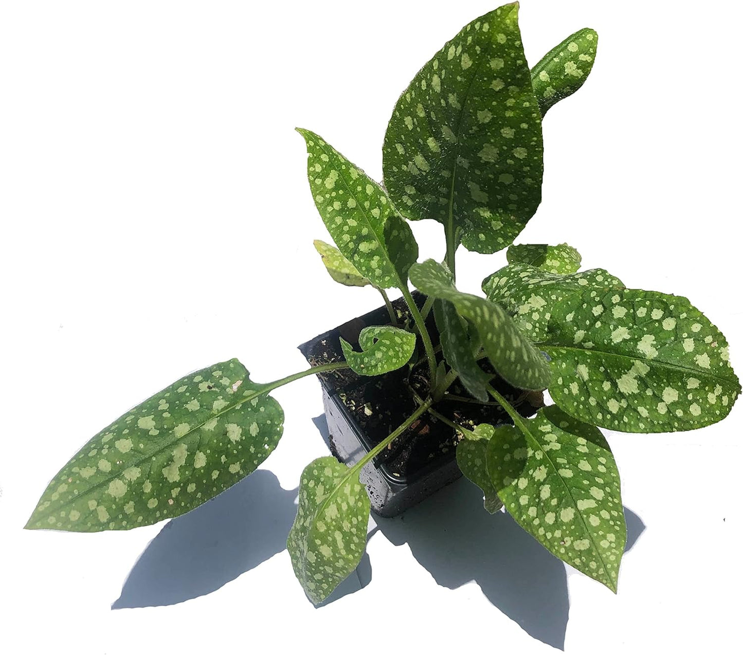 Organic Lungwort (Pulmonaria officinalis) Plant in 2.5-inch Pot by Smoke Camp Crafts - Blue Lungwort, Common Lungwort, Jerusalem Cowslip