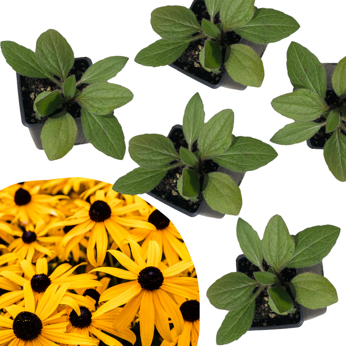 black eyed susan potted plant Black-eyed Susan (Rudbeckia hirta) Five (5) Organic Plants in 2.5-inch Pots  by Smoke Camp Crafts