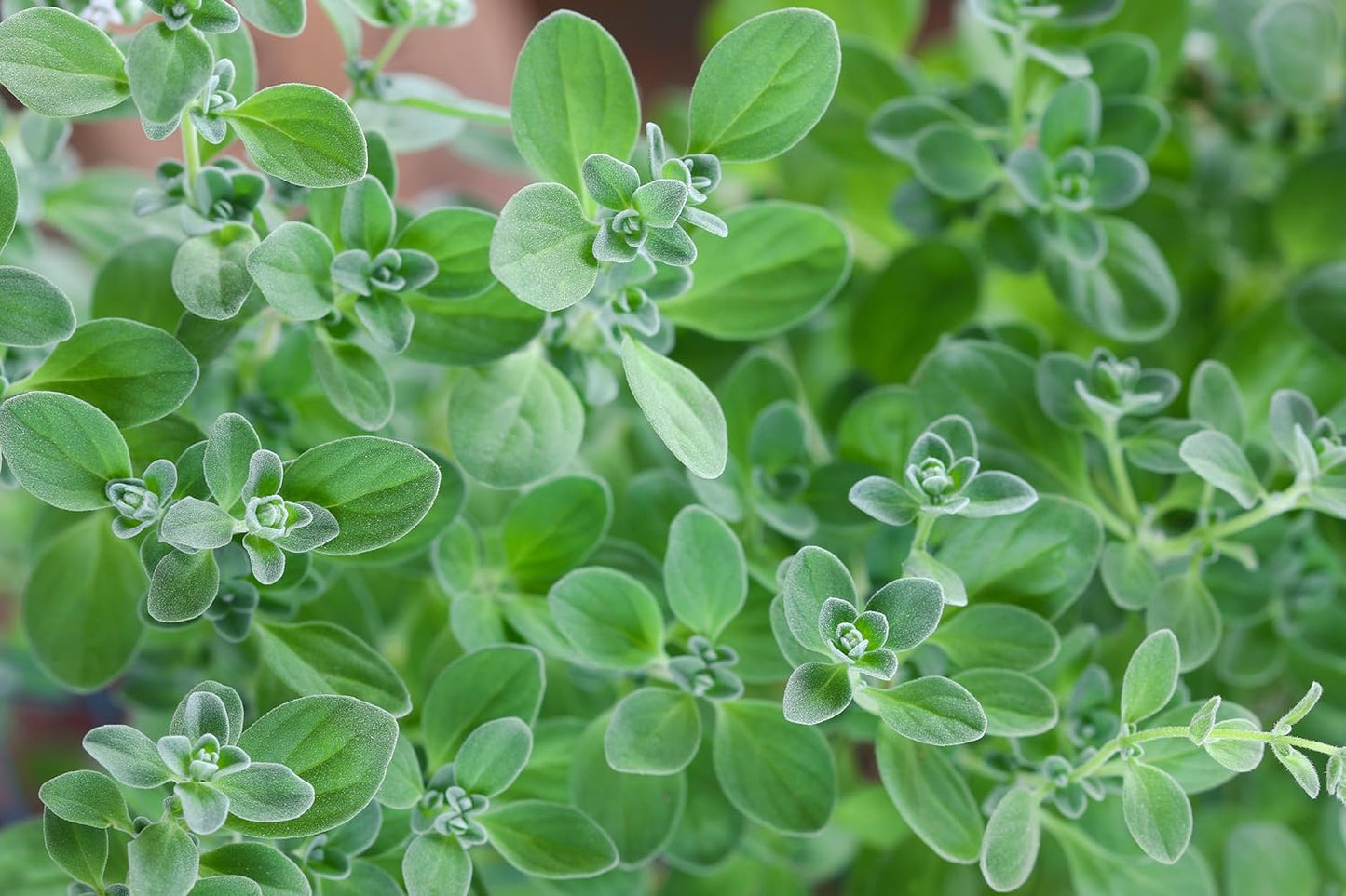 Organic Marjoram (Origanum majorana) Plant in 2.5-inch Pot by Smoke Camp Crafts - Knotted Marjoram, Sweet Marjoram