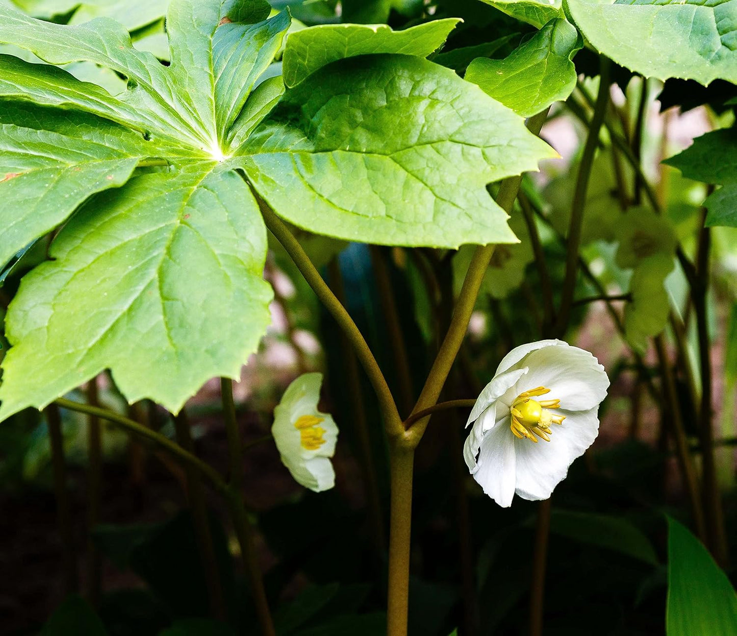 Mayapple (Podophyllum peltatum) Organic Plant in 2.5-inch Pot - American Mandrake, Duck's Foot, Hog Apple, May Apple, May-Apple, Umbrella Leaf by Smoke Camp Crafts