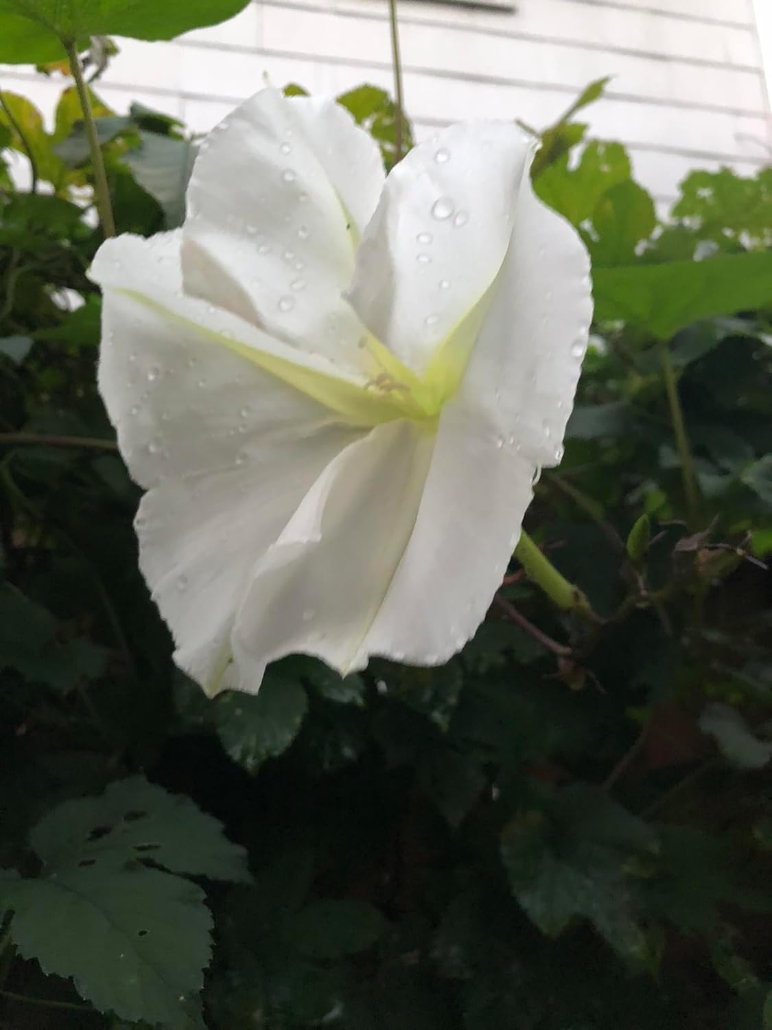 Moon Flower (Ipomoea alba) Organic Live Plant in 2.5-inch Pot by Smoke Camp Crafts - Moonflower, Moonvine, Tropical White Morning Glory