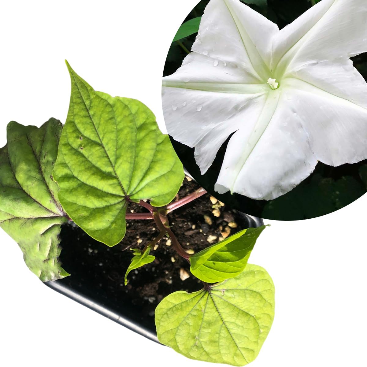 Moon Flower (Ipomoea alba) Organic Live Plant in 2.5-inch Pot by Smoke Camp Crafts - Moonflower, Moonvine, Tropical White Morning Glory