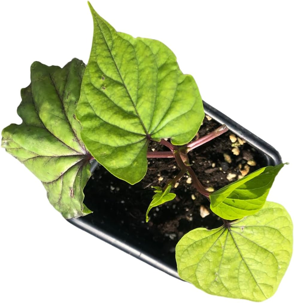 Moon Flower (Ipomoea alba) Organic Live Plant in 2.5-inch Pot by Smoke Camp Crafts - Moonflower, Moonvine, Tropical White Morning Glory