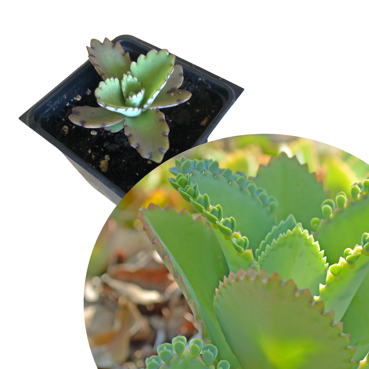 Mother of Millions (Kalanchoe laetvirens) Organic Live Plant in 2.5-inch Pot | Amazing Succulent, Easy-to-Grow by Smoke Camp Crafts