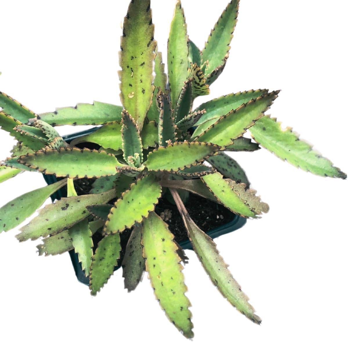 mother of a thousands succulent Mother of Thousands (Kalanchoe daigremontiana) Plant in 2.5-inch Pot