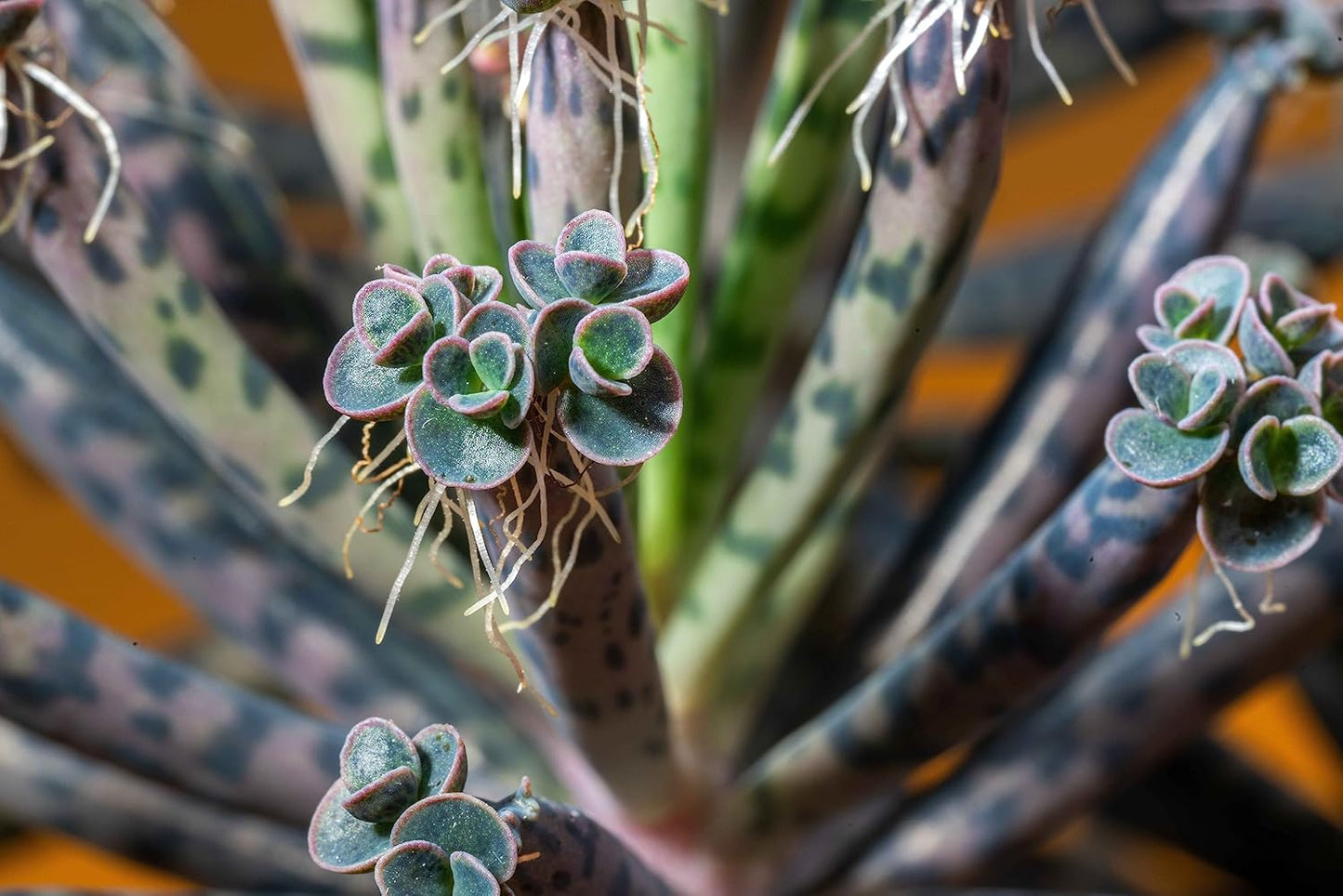 Mother of Thousands (Kalanchoe daigremontiana) Plant in 2.5-inch Pot - Organic Easy-to-Grow Succulent House Plant by Smoke Camp Crafts
