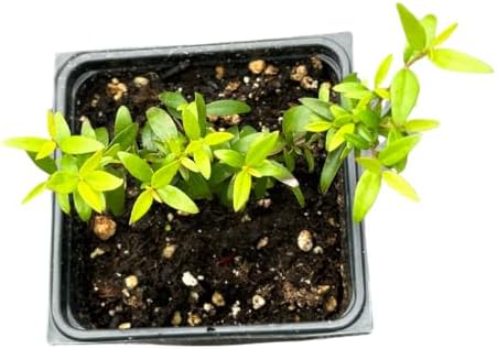Organic Green Myrtle (Myrtus communis) in 2.5-inch Pot by Smoke Camp Crafts - Common Myrtle, Sweet Myrtle, True Myrtle