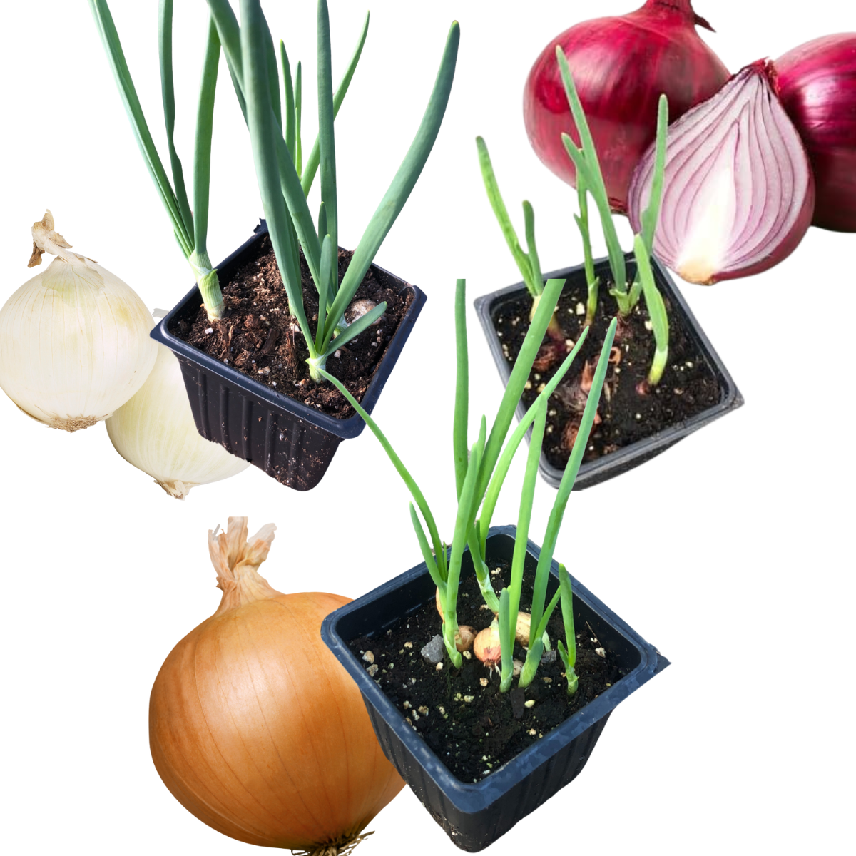 Smoke Camp Crafts Live Onion Plant Start Collection - Red, White, and Yellow Onion Plants in 2.5-inch Pots - Onion Trio