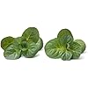 Organic Orange Mint Plant (Mentha piperita x citrata) in 2.5-inch Pot by Smoke Camp Crafts - Bergamot Mint - Eau de Cologne Mint