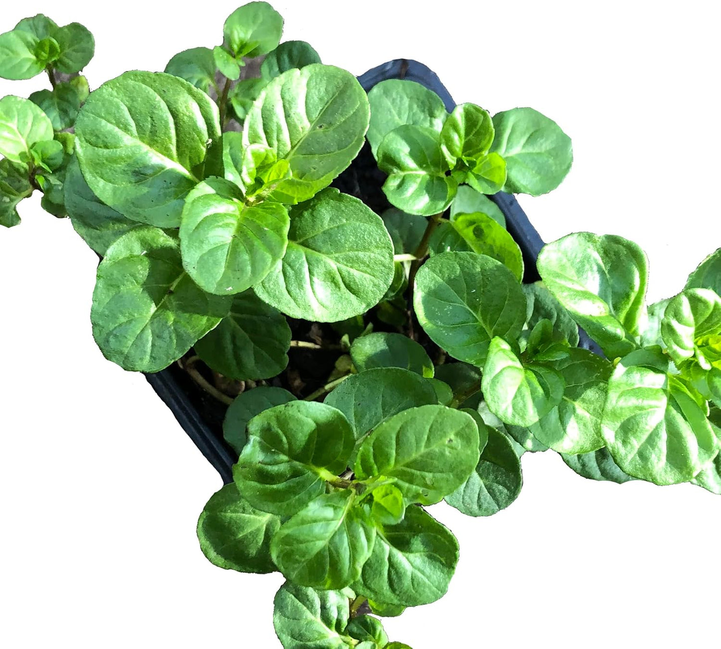 Organic Orange Mint Plant (Mentha piperita x citrata) in 2.5-inch Pot by Smoke Camp Crafts - Bergamot Mint - Eau de Cologne Mint