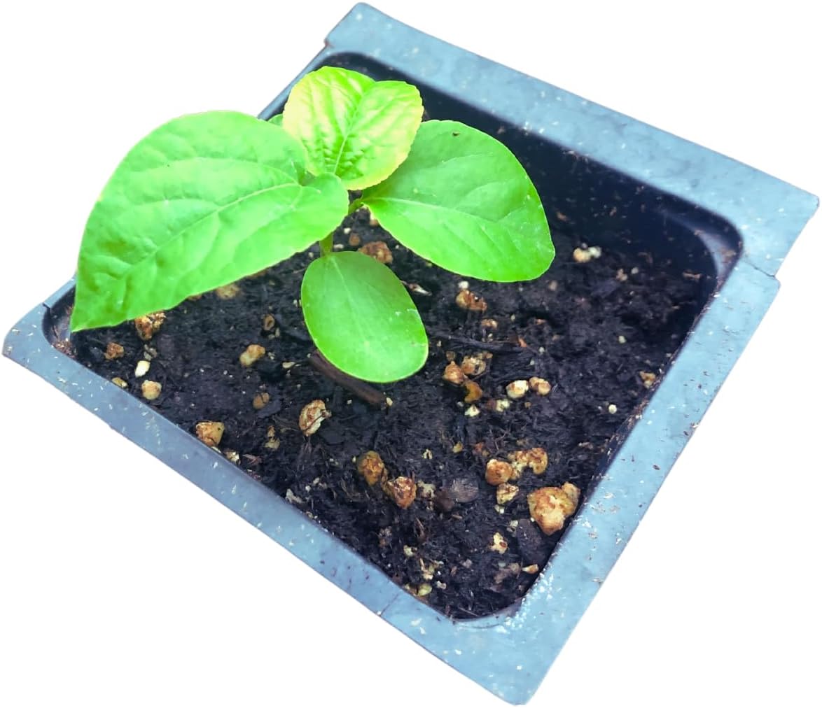 Passionflower (Passiflora incarnata) Organic Plant in 2.5-inch Pot by Smoke Camp Crafts - Maypop, North American Native