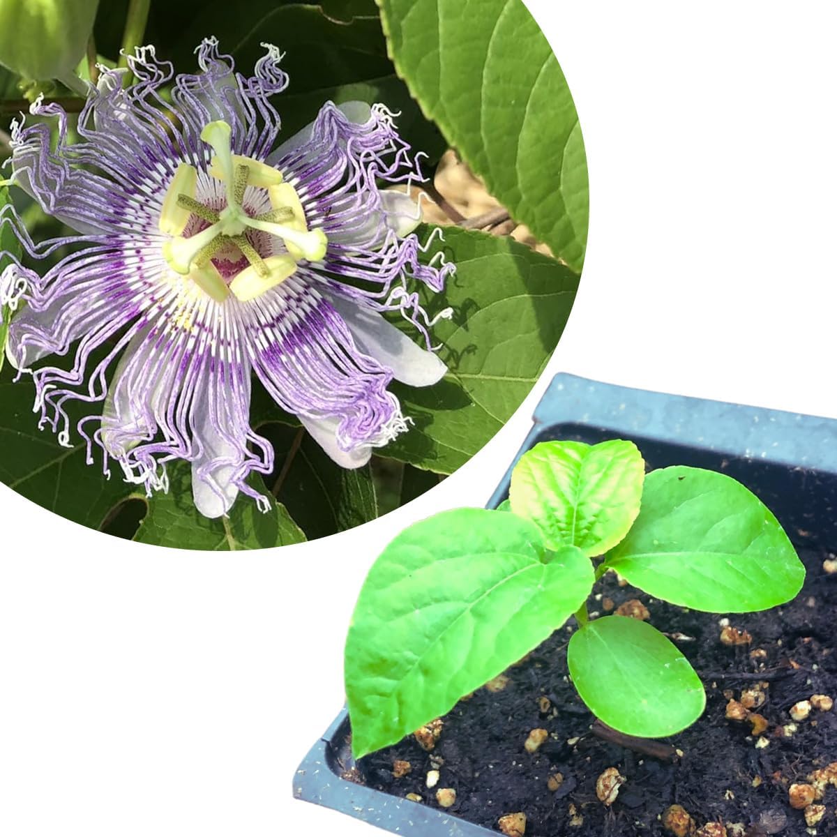 Passionflower (Passiflora incarnata) Organic Plant in 2.5-inch Pot by Smoke Camp Crafts - Maypop, North American Native