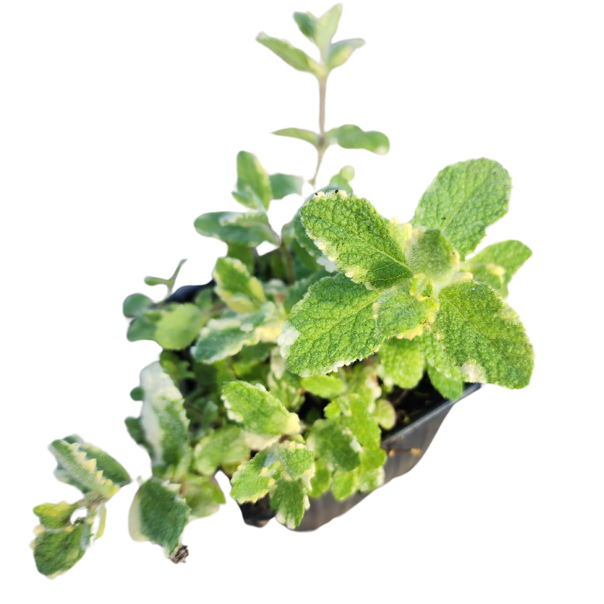 Organic Pineapple Mint (Mentha suaveolens) Live Plant in 2.5-inch Pot by Smoke Camp Crafts - Variegated Pineapple-Scented Mint