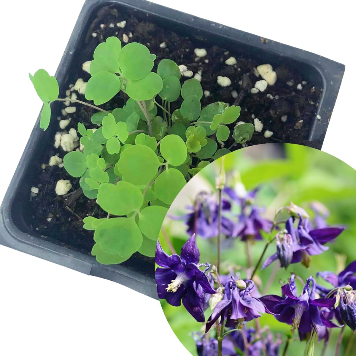 can you plant columbine in pots Purple Columbine Plant (Aquilegia Canadensis L) 2.5 inch Pot