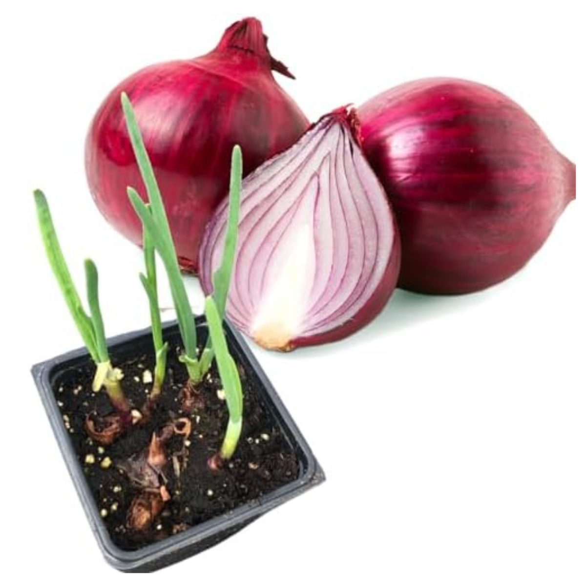 Smoke Camp Crafts Live Onion Plant Start Collection - Red, White, and Yellow Onion Plants in 2.5-inch Pots - Onion Trio