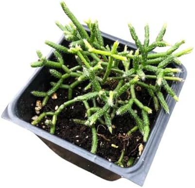 Organic Mistletoe Cactus (Rhipsalis pilocarpa) in 2.5 inch Pot by Smoke Camp Crafts - Hairy-Fruited Wickerware Cactus