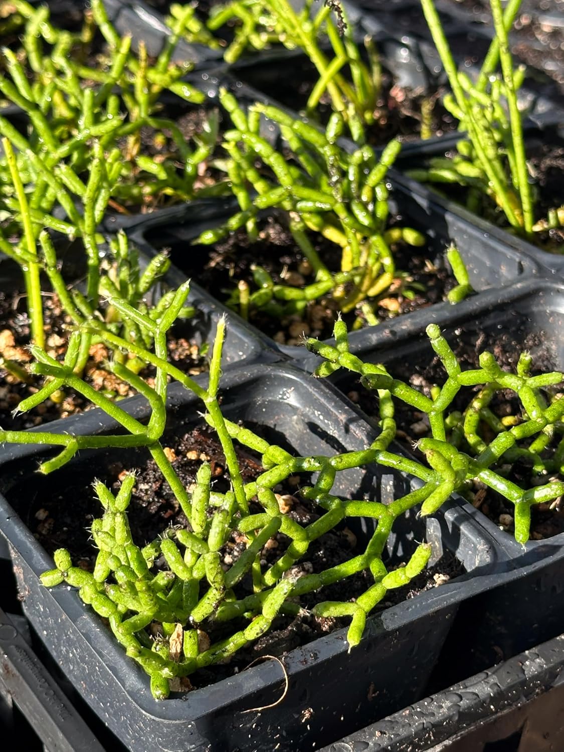Organic Mistletoe Cactus (Rhipsalis pilocarpa) in 2.5 inch Pot by Smoke Camp Crafts - Hairy-Fruited Wickerware Cactus