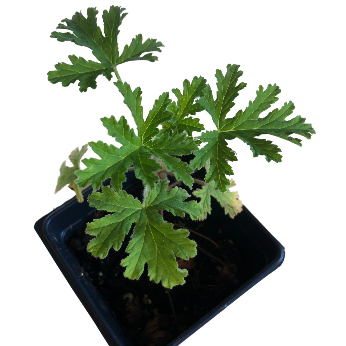 strongly scented potted plant Geranium, Rose Scented - Organic Attar of Roses Geranium (Pelargonium capitatum) Live Plant in 2.5 inch Pot
