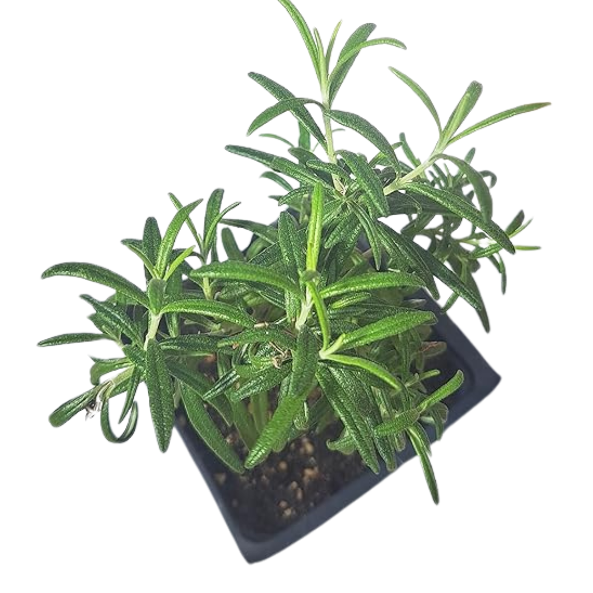 indoor rosemary plant near me Rosemary Plant