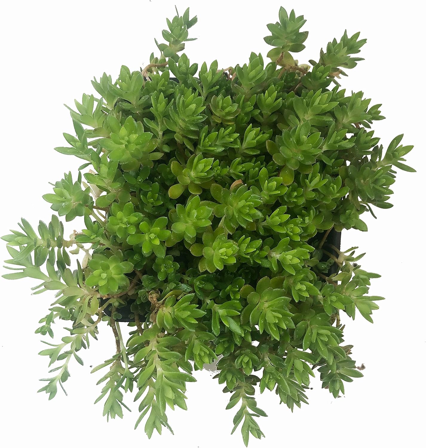 succulent that looks like moss Smoke Camp Crafts Organic Gold Moss Stonecrop Sedum Live Plant (Sedum sarmentosum) 2.5 inch Pot