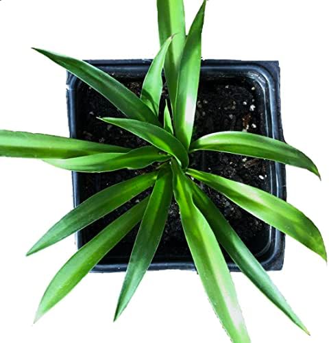 spider plant air plant Shamrock Spider Plant (Chlorophytum comosum) 2.5 inch Pot - Non-Variegated, Solid Green Spider Plant