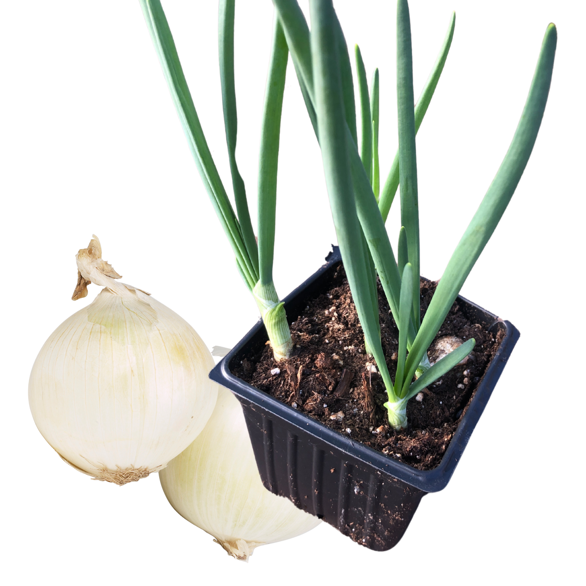 Smoke Camp Crafts Live White Onion Plants in 2.5-inch Pot