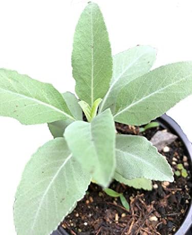 white sage indoor plant White Sage (Salvia apiana) Plant in 2.5-inch Pot - Organic Herb Plant - Herb for Smudging and Purification