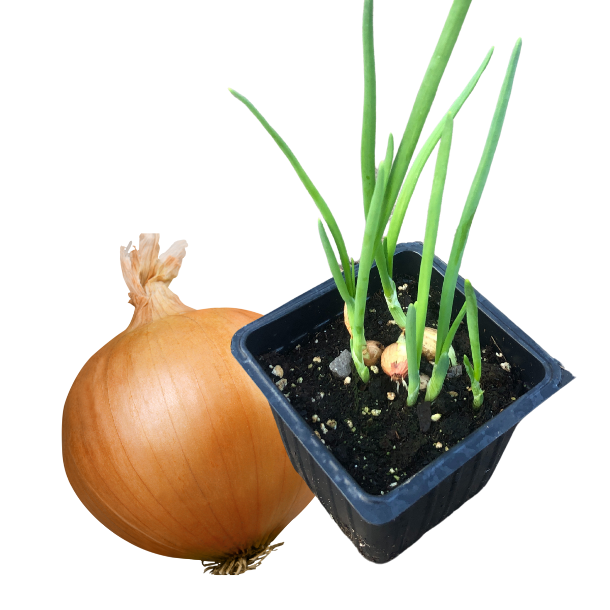 Smoke Camp Crafts Live Onion Plant Start Collection - Red, White, and Yellow Onion Plants in 2.5-inch Pots - Onion Trio
