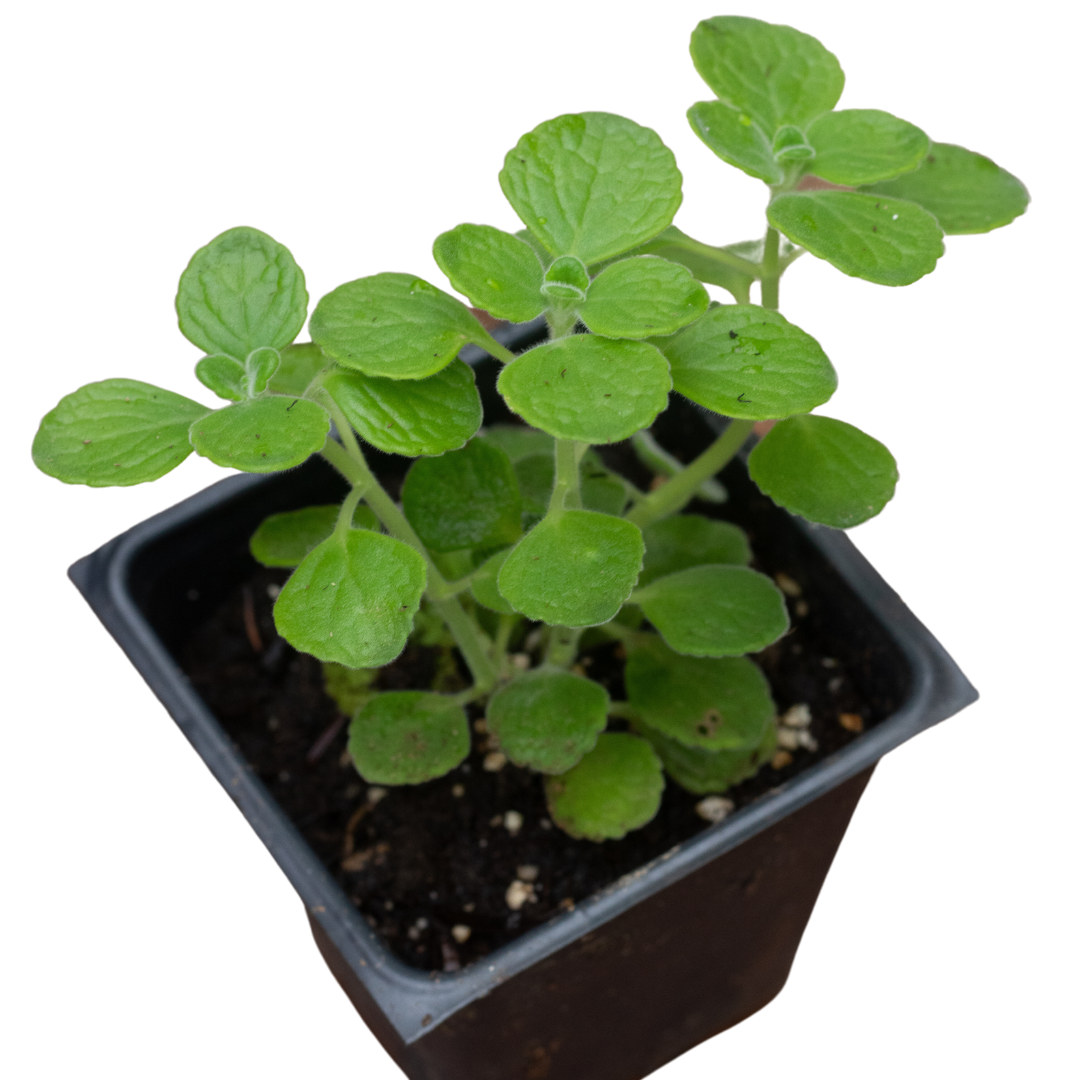 vicks plant seeds Smoke Camp Crafts Vicks Plant Live Plants in 3-4" Pots