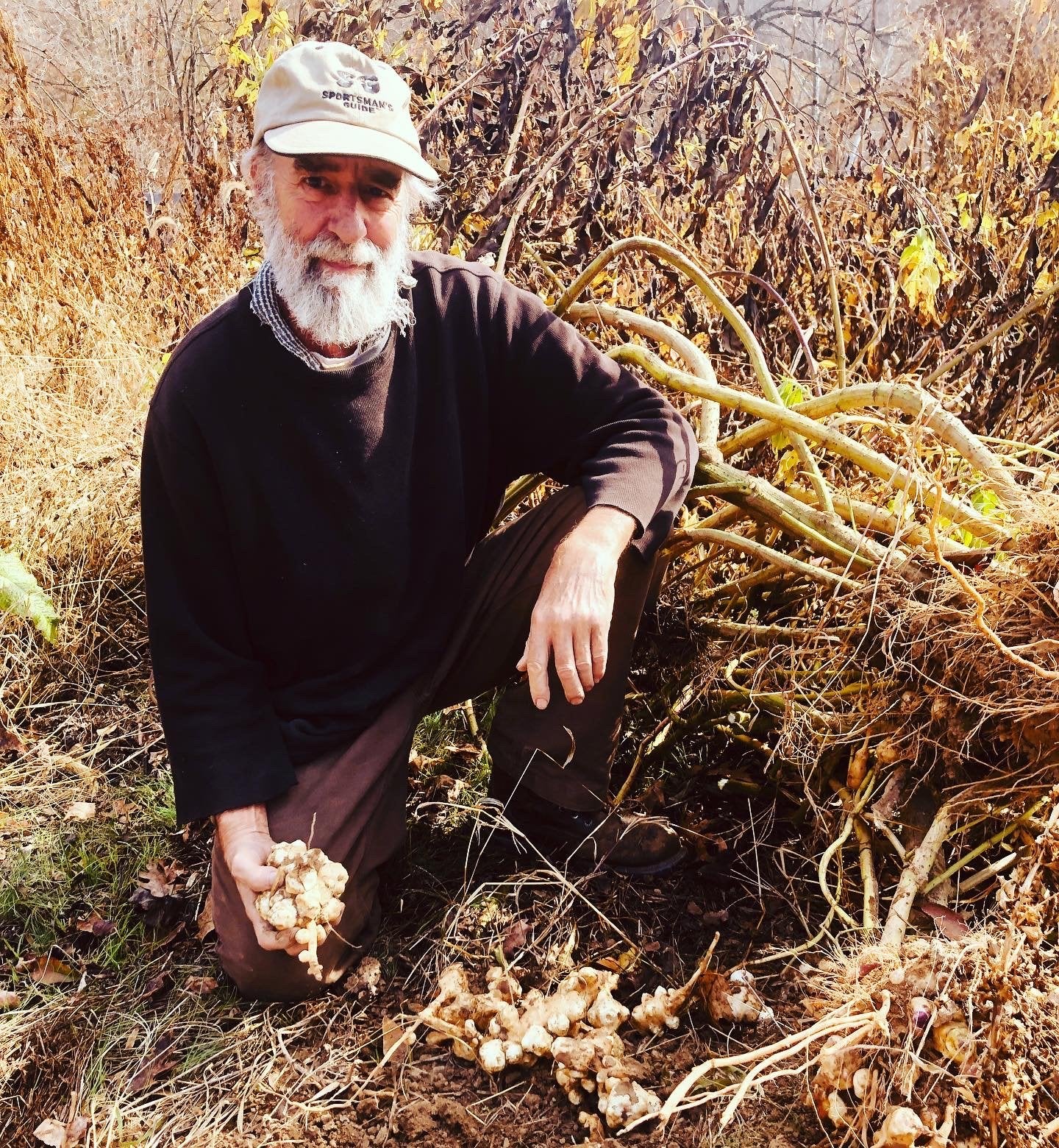 Jerusalem Artichoke Tubers (Helianthus tuberosus) - Sunchokes, Sunroot or Jerusalem Artichokes for Planting or Eating - 1 lb