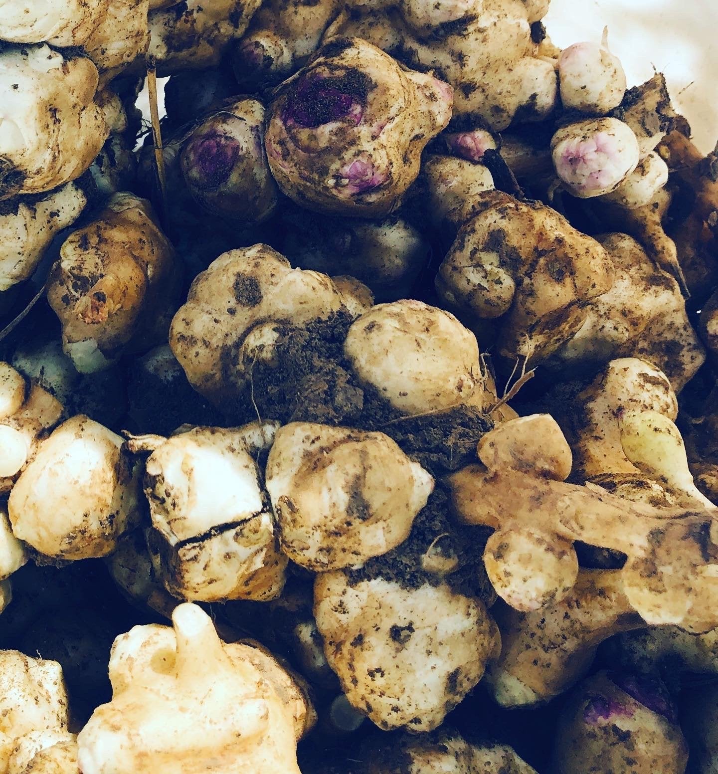 Jerusalem Artichoke Tubers (Helianthus tuberosus) - Sunchokes, Sunroot or Jerusalem Artichokes for Planting or Eating - 1 lb