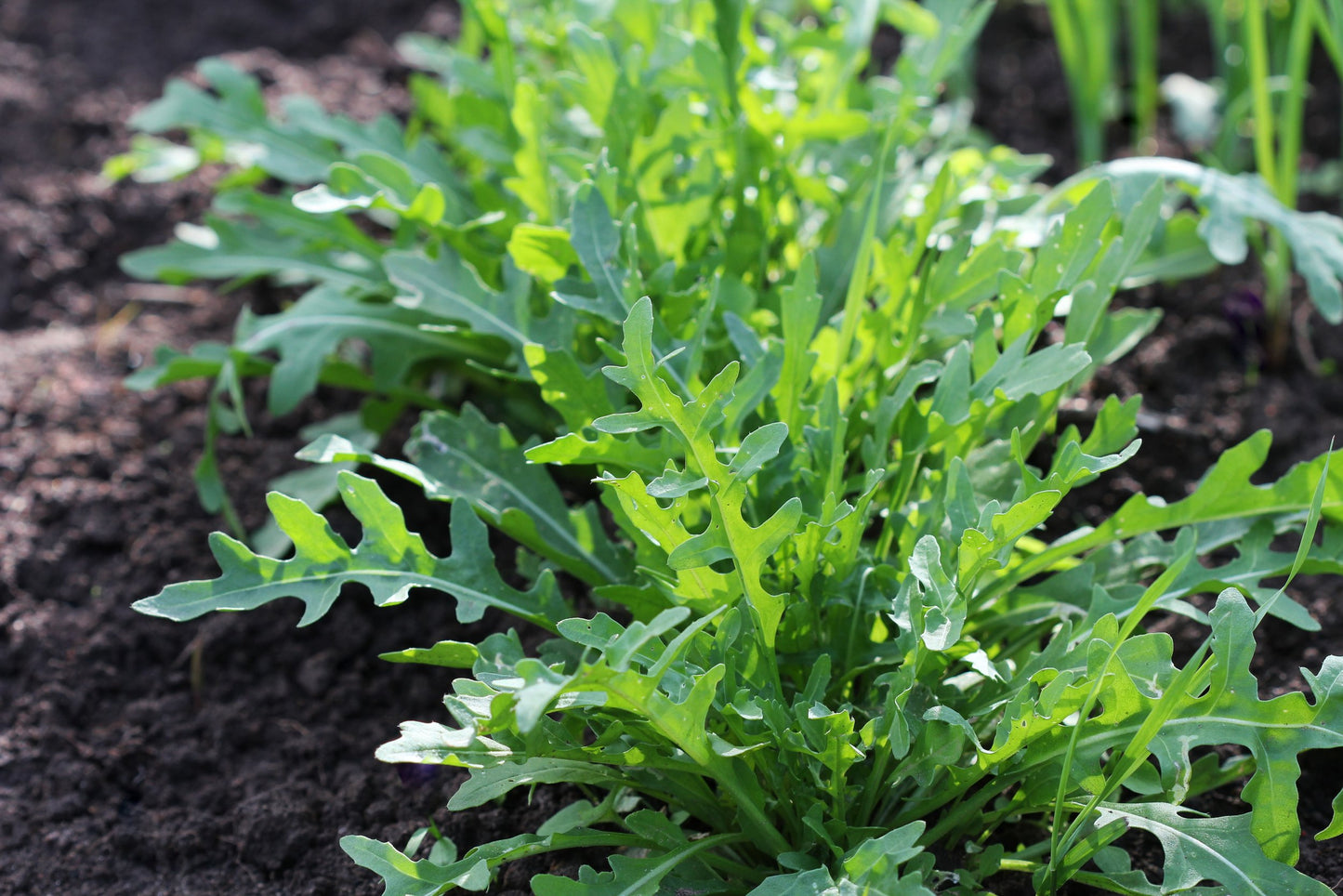 Arugula Seeds (Eruca versicaria) 500 Seeds (1 grams) - Organic