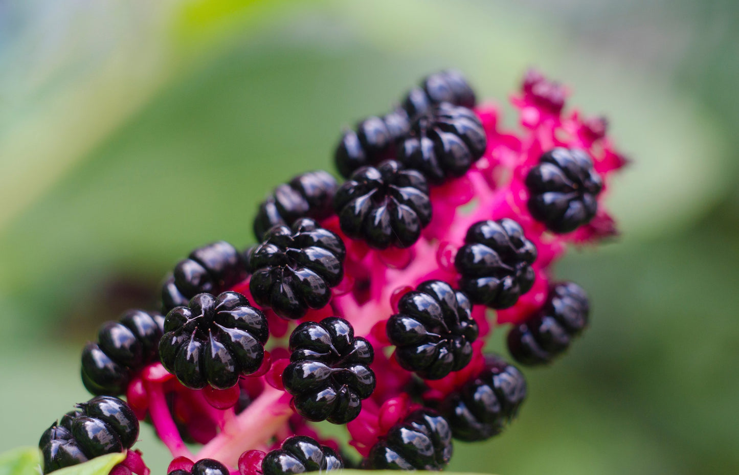 Pokeweed (Phytolacca americana) 75 Seeds (1 grams) - Poke Berry, Inkberry, Pigeonberry