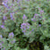 Catnip Seeds (Nepeta cataria) 150 Seeds (0.5 grams)