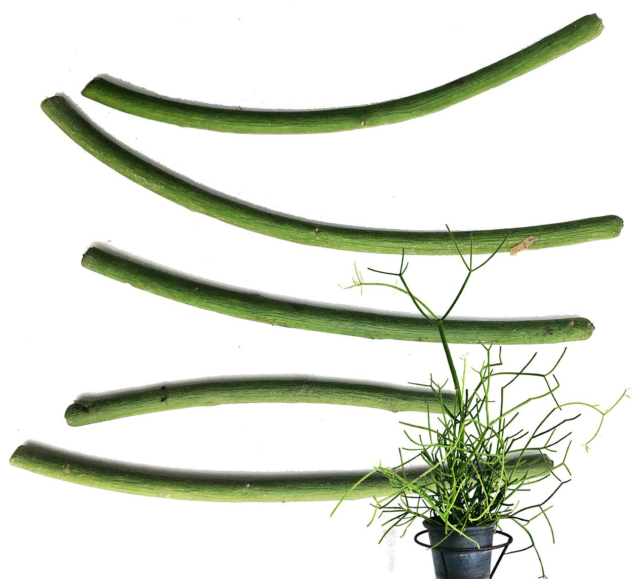 can pencil cactus kill you Pencil Cactus Plant (Euphorbia tirucalli) in a 2.5-inch pot – Smoke Camp Crafts