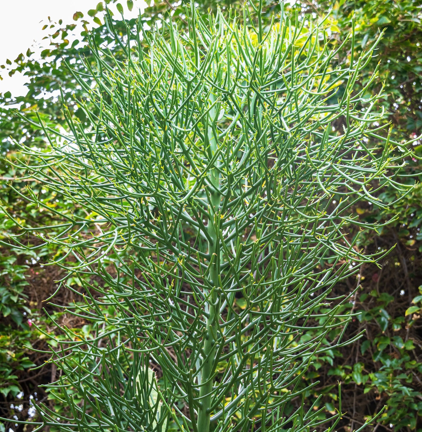 Pencil Cactus Plant (Euphorbia tirucalli) in a 2.5-inch pot