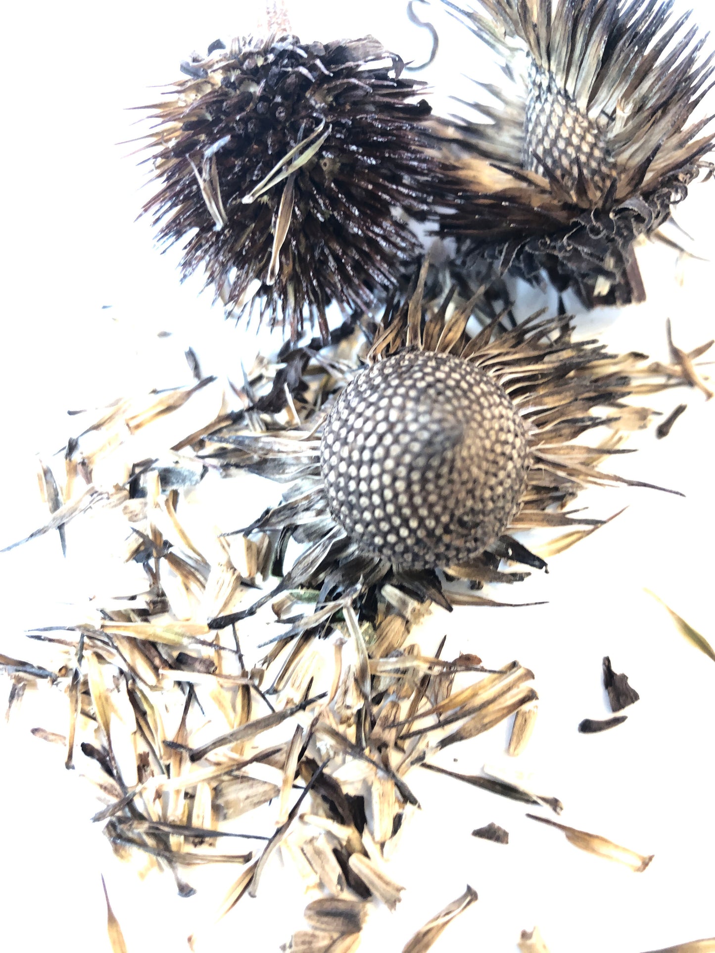 Purple Coneflower Seeds (Echinacea purpurea) 75 Organic Seeds (0.5 grams) - Native Pollinator Plant
