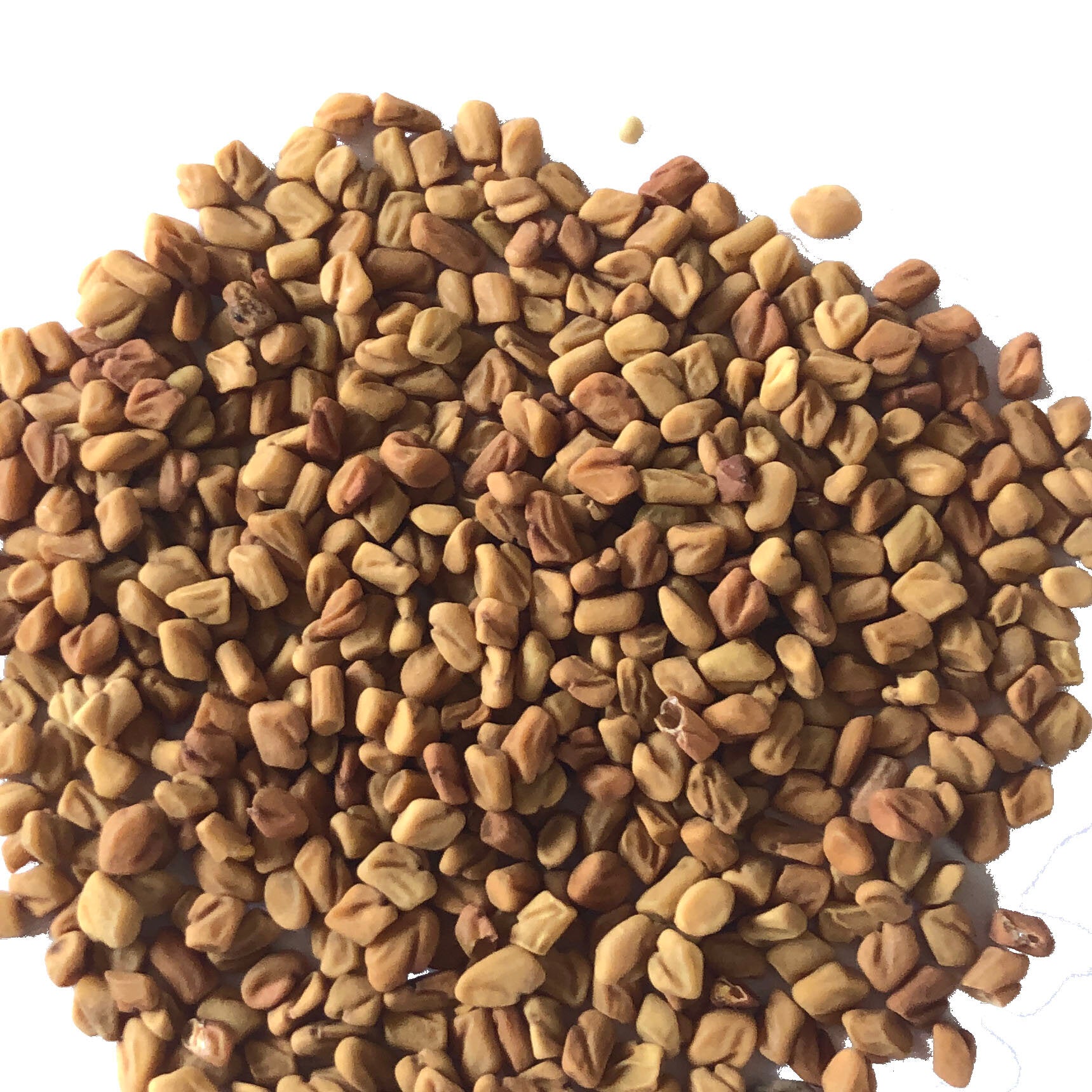 fenugreek plant seeds Fenugreek Seeds