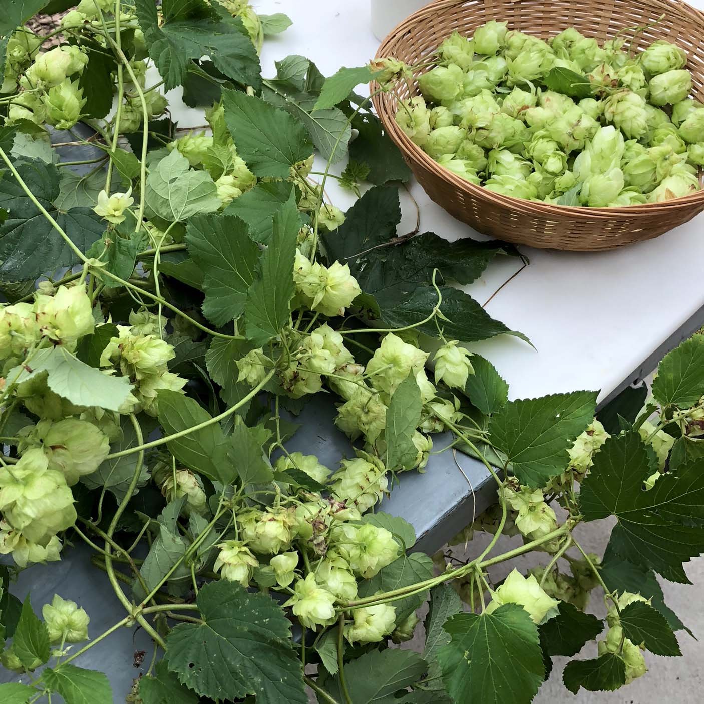 Cascade Hops, Dried - 1 oz or 4 oz