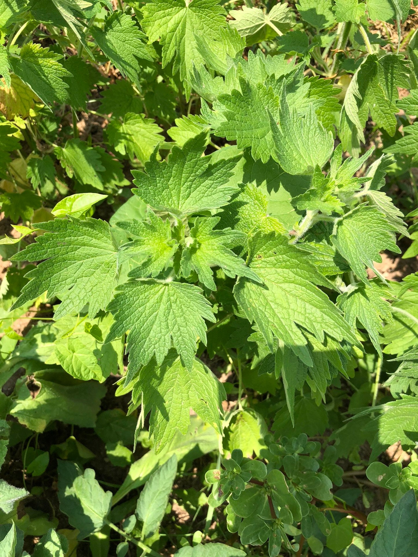 ORGANIC Motherwort Seeds (Leonurus cardiaca) 100 Seeds (0.1 grams)