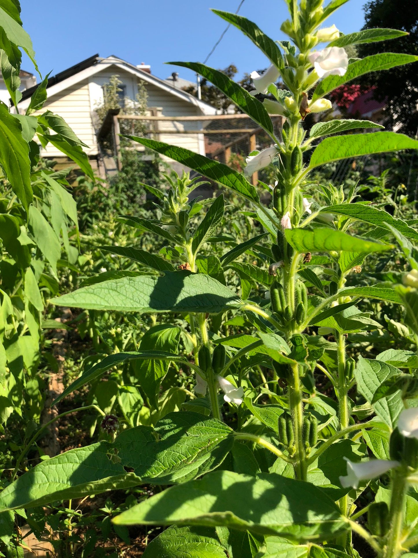 Sesame, Monticello Seeds (Sesamum indicum) 100 Seeds (0.3 grams)