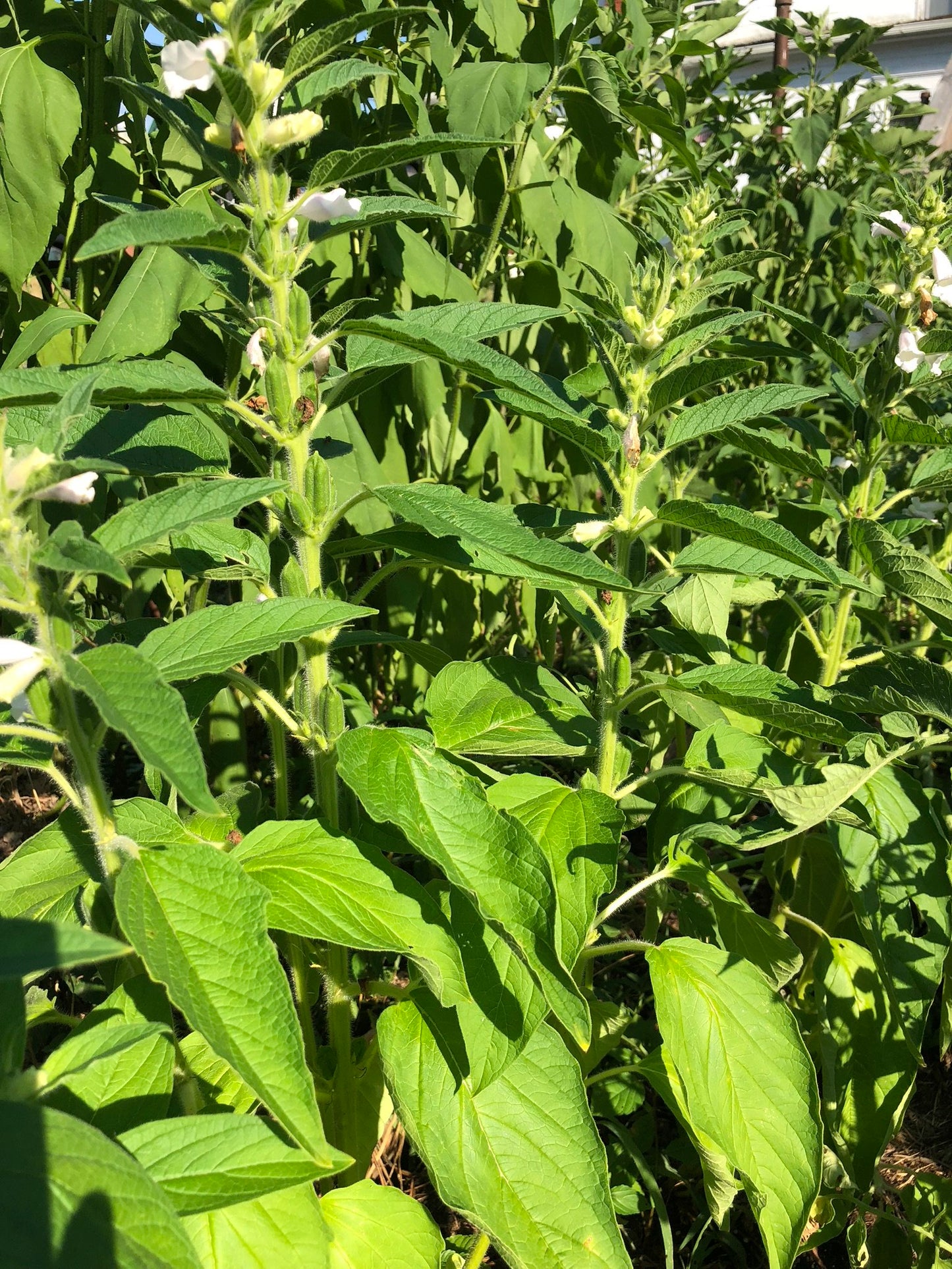 Sesame, Monticello Seeds (Sesamum indicum) 100 Seeds (0.3 grams)