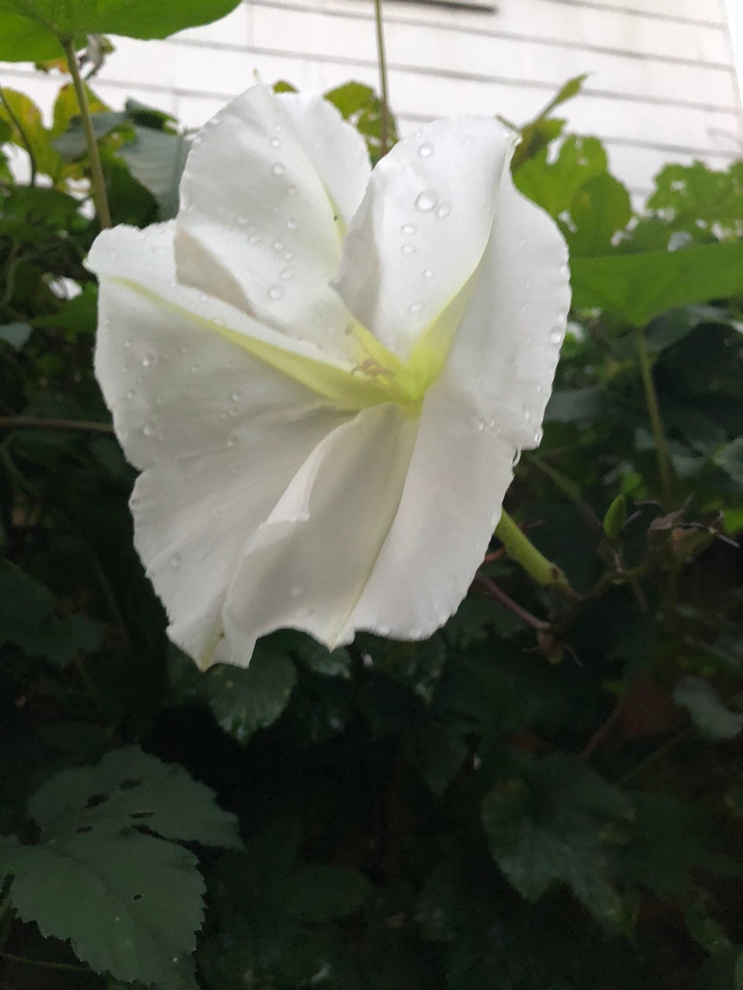Moon flower blossom