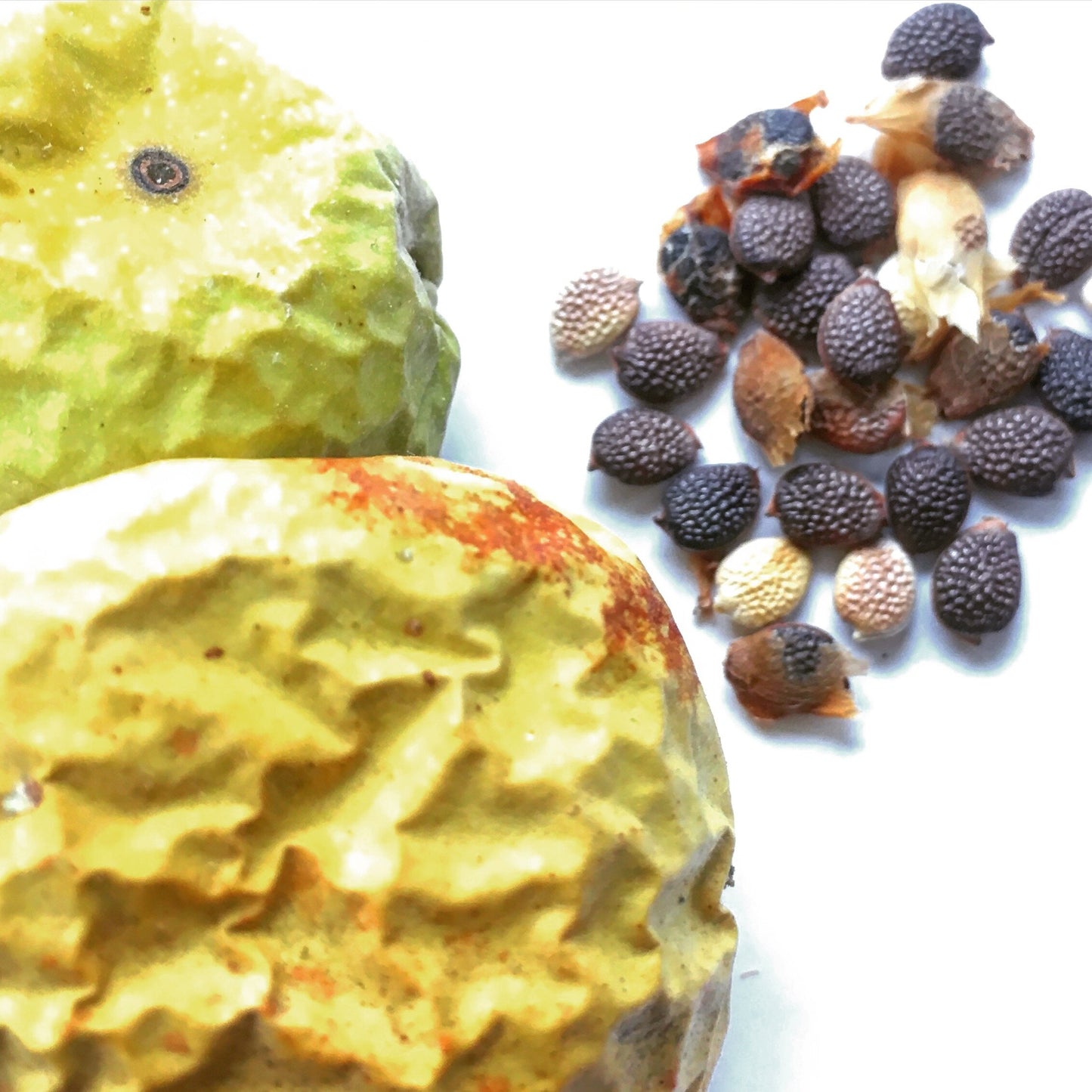 Passion Flower Seeds (Passiflora incarnata) 30 Seeds (1 grams) - Organic