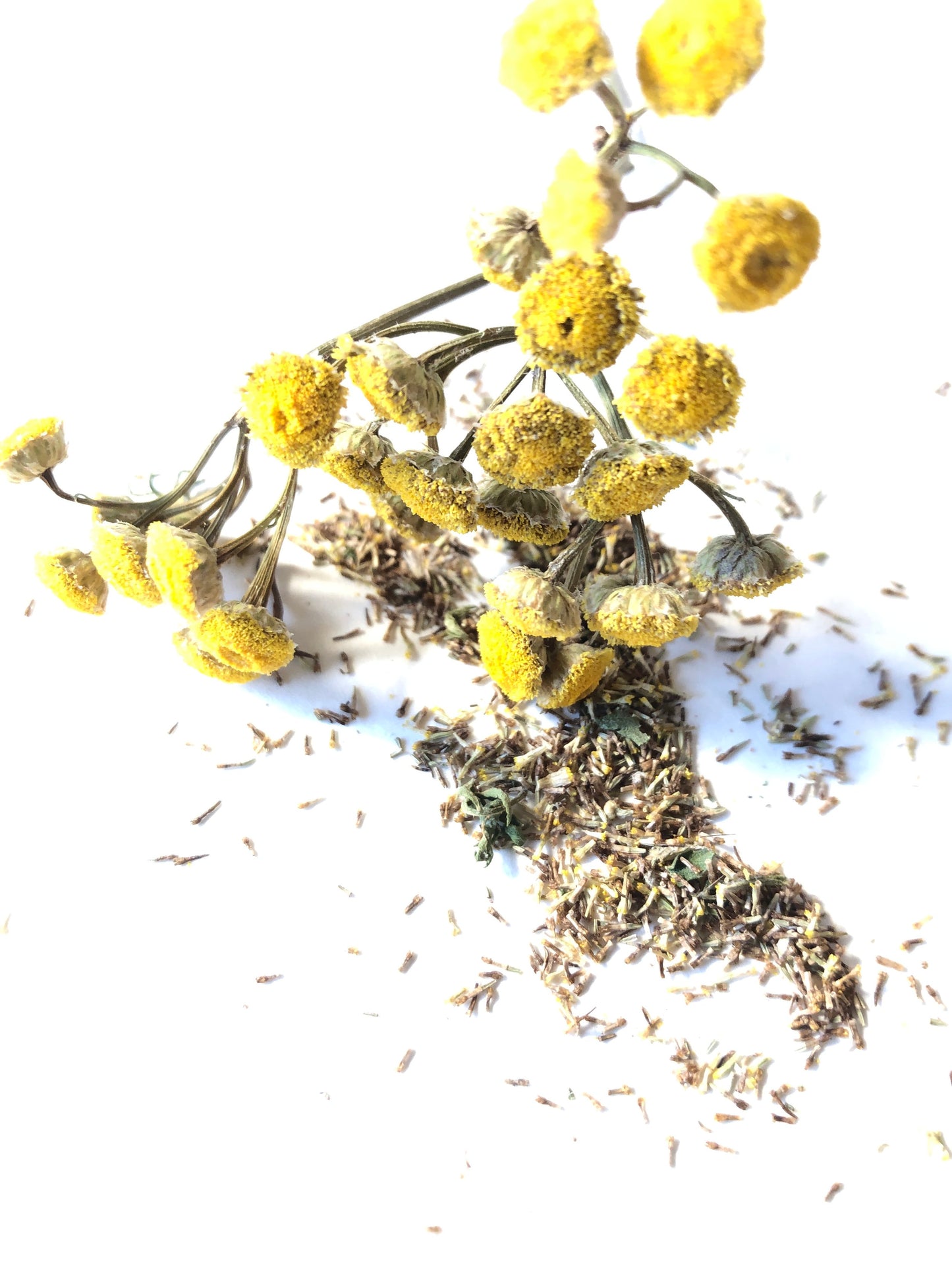 Tansy  Seeds (Tanacetum vulgare) 500 Seeds (0.1 grams) - Organic