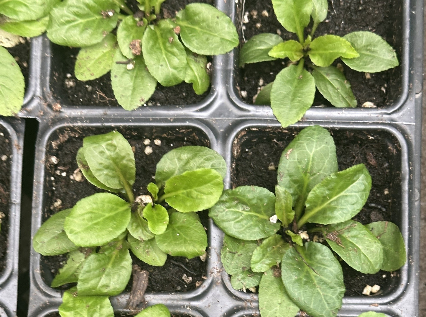 Cardinal Flower Plant (Lobelia cardinalis) Live Plant in 2.5 inch Pot - Scarlet Lobelia, Great Lobelia - Organic