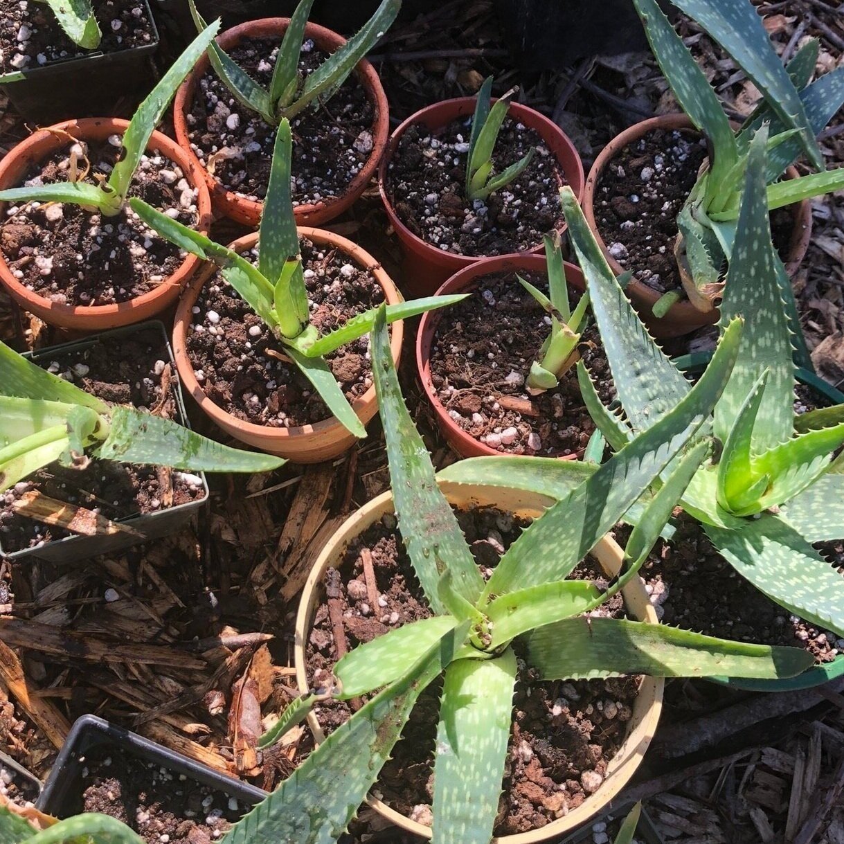 Aloe Barbadensis Plant (Aloe Barbadensis) 2.5-inch pot - Live Aloe Vera Plant - ORGANIC