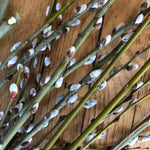 Pussy Willow Cuttings - 10 cuttings | ORGANIC
