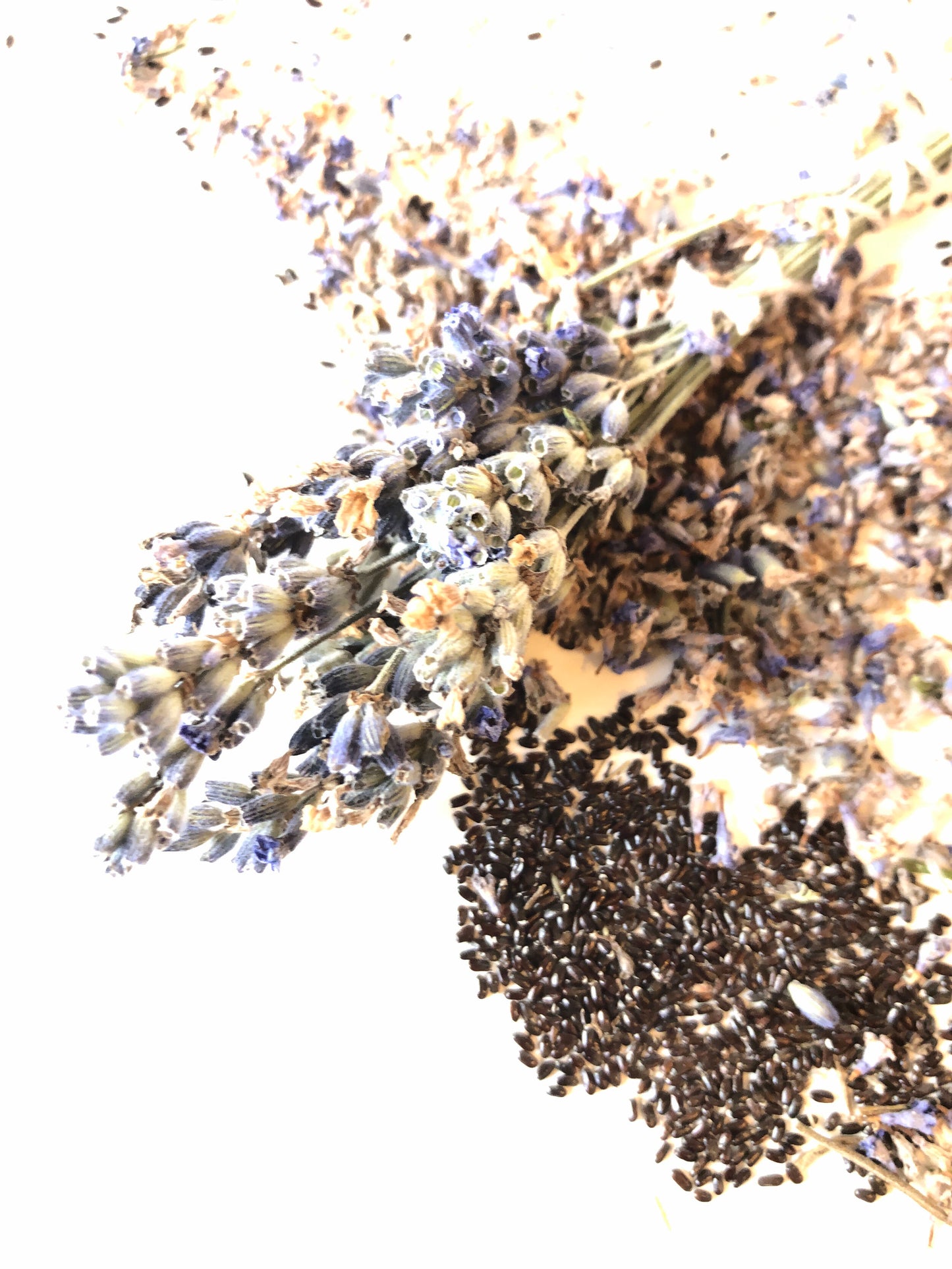 Lavender Seeds (Lavendula angustifolia) 100 Seeds (0.1 grams) - Smoke Camp Crafts